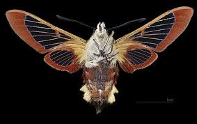 Attēlu rezultāti vaicājumam “Hemaris fuciformis”