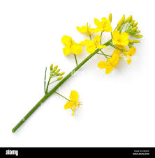 Attēlu rezultāti vaicājumam “Brassica napus flower”