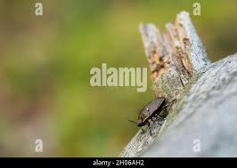 Attēlu rezultāti vaicājumam “Jalla dumosa”