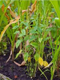 Attēlu rezultāti vaicājumam “Amaranthus retroflexus”