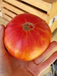 Afbeeldingsresultaat voor northern lights tomato