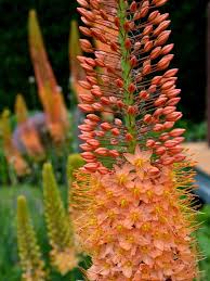 Image result for Steppenkerze