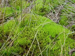 Attēlu rezultāti vaicājumam “Aulacomnium”