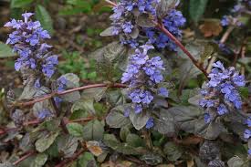 Attēlu rezultāti vaicājumam “Ajuga reptans”