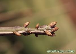 Attēlu rezultāti vaicājumam “Euonymus europaeus bud”