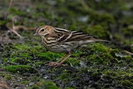 Image result for Anthus gustavi