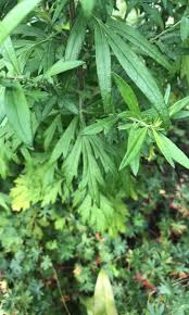 Image result for Artemisia gmelinii