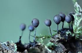 Attēlu rezultāti vaicājumam “Lamproderma pulchellum macro”