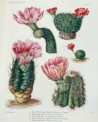 Image result for Cactaceae
