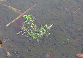 Attēlu rezultāti vaicājumam “Callitriche cophocarpa leaf”