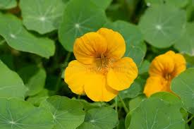 Attēlu rezultāti vaicājumam “Tropaeolum majus flower”
