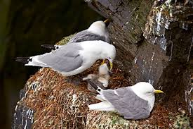 Attēlu rezultāti vaicājumam “Rissa tridactyla adult”