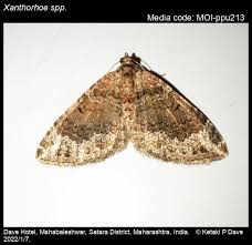 Attēlu rezultāti vaicājumam “Xanthorhoe designata”