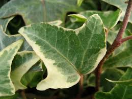 Attēlu rezultāti vaicājumam “Hedera helix  leaf”