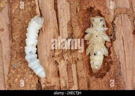 Attēlu rezultāti vaicājumam “Cerambycidae larva”