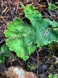 Attēlu rezultāti vaicājumam “Peltigera”