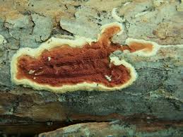 Attēlu rezultāti vaicājumam “Gloeoporus taxicola”