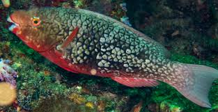 Image result for Scarus rubroviolaceus