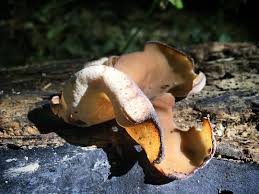 Attēlu rezultāti vaicājumam “Peziza repanda”