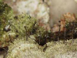 Attēlu rezultāti vaicājumam “Chaenotheca phaeocephala”