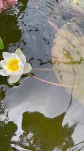 Attēlu rezultāti vaicājumam “Nymphaea candida flower”