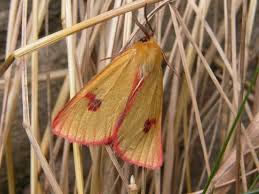 Attēlu rezultāti vaicājumam “Diacrisia sannio male”