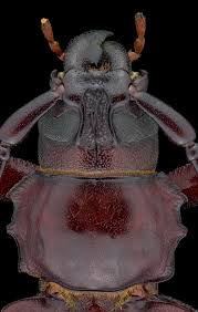 Attēlu rezultāti vaicājumam “Cribraria martinii macro”