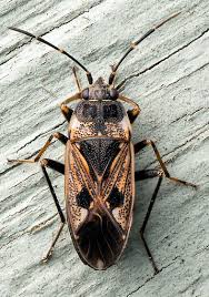 Image result for Rhyparochromus