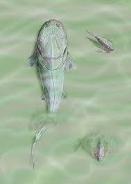 Attēlu rezultāti vaicājumam “Placodermi”