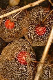 Attēlu rezultāti vaicājumam “Physalis alkekengi fruit”
