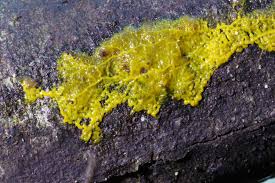 Attēlu rezultāti vaicājumam “Badhamia sp.”