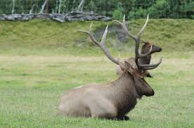 Attēlu rezultāti vaicājumam “Cervus elaphus”