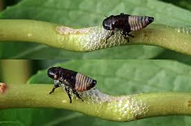 Attēlu rezultāti vaicājumam “Aphrophora salicina”