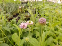 Image result for Succisella inflexa