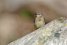 Attēlu rezultāti vaicājumam “Anthus petrosus”