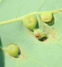 Attēlu rezultāti vaicājumam “Harmandia”