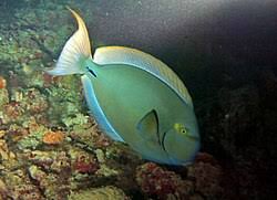 Image result for Acanthurus xanthopterus