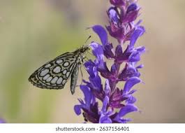 Attēlu rezultāti vaicājumam “Heteropterus morpheus upperside”