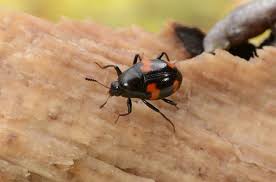 Attēlu rezultāti vaicājumam “Scaphidium quadrimaculatum”