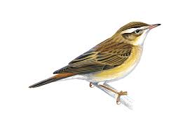 Attēlu rezultāti vaicājumam “Acrocephalus schoenobaenus”