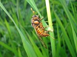 Attēlu rezultāti vaicājumam “Cimbicidae”