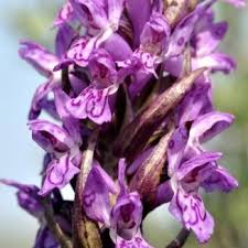 Attēlu rezultāti vaicājumam “Dactylorhiza cruenta flower”