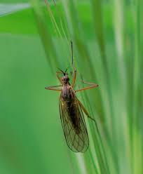 Attēlu rezultāti vaicājumam “Empis sp.”