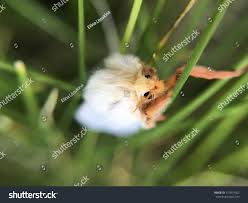 Attēlu rezultāti vaicājumam “Hepialus humuli male”