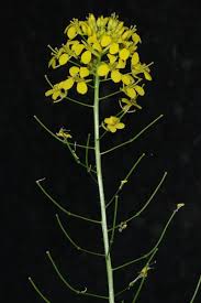 Attēlu rezultāti vaicājumam “Sisymbrium loeselii”