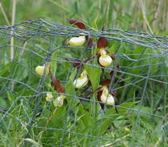 Attēlu rezultāti vaicājumam “Cypripedium calceolus flower”
