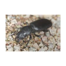 Attēlu rezultāti vaicājumam “Broscus cephalotes”