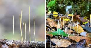 Attēlu rezultāti vaicājumam “Macrotyphula juncea”