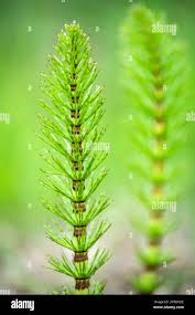 Attēlu rezultāti vaicājumam “Equisetum telmateia”