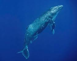 Image result for Megaptera novaeangliae